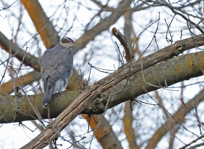 Northern Goshawk (male) - Berlin March 2025 © Richard Baines