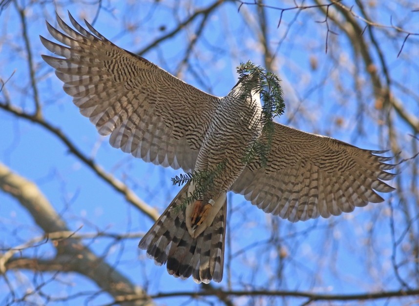 Northern Goshawk (male) carrying a Yew branch - Berlin March 2025 © Mark Pearson