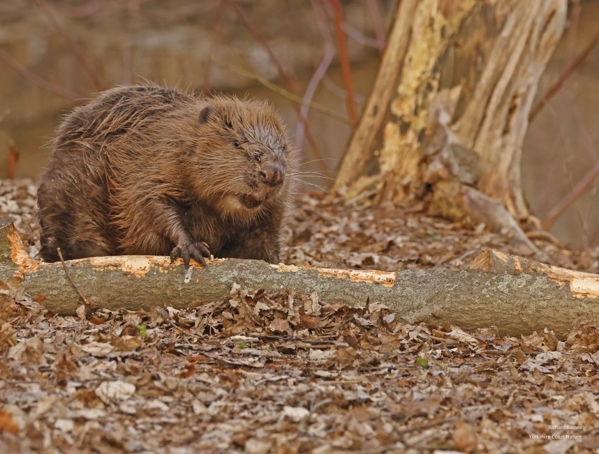 Eurasian Beaver - Berlin March 2025 © Richard Baines