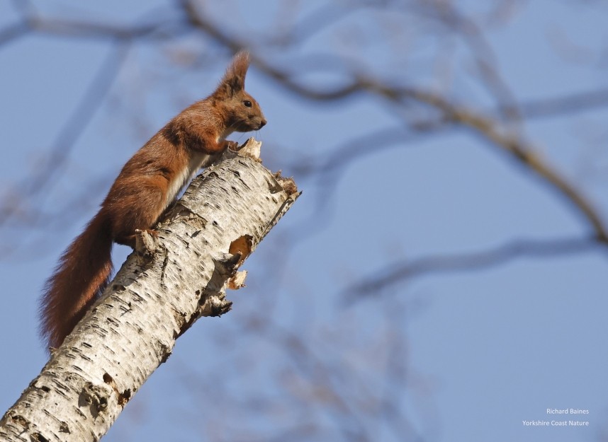 Red Squirrel - Berlin March 2025 © Richard Baines