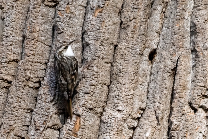 Short-toed Treecreeper Berlin March 2025 © Veronica Sweeney
