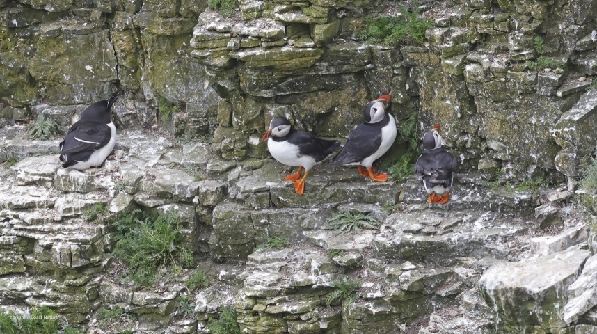 Atlantic Puffins and Razorbill - Flamborough Headland 1 June 2023 © Richard Baines