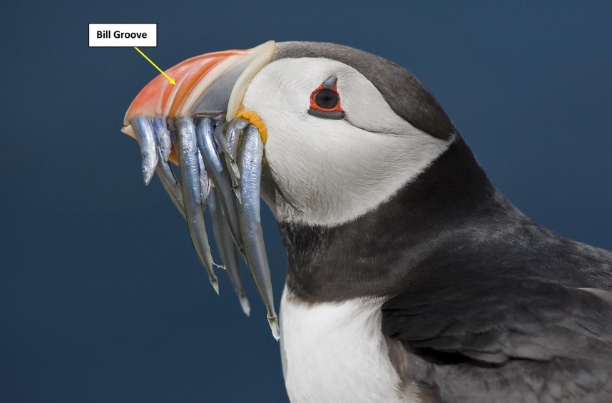 Atlantic Puffin © Steve Race