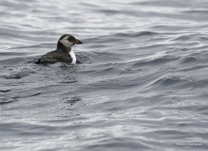 Atlantic Puffin juvenile - Staithes 18 July 2020 © Richard Baines