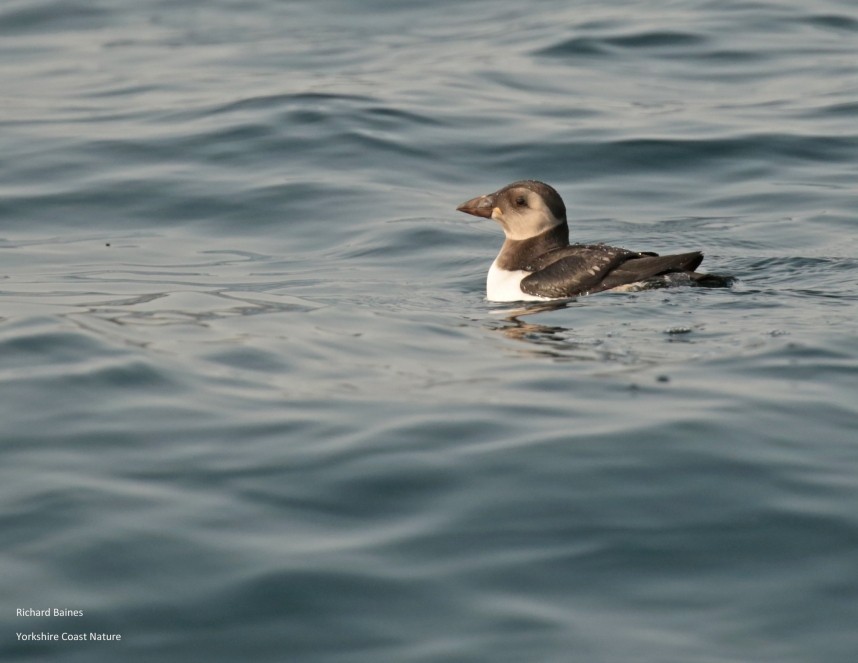 Atlantic Puffin juvenile - Staithes 28 August 2018 © Richard Baines