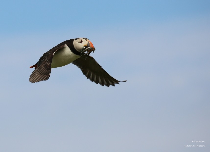 Atlantic Puffin carrying Sand Eels © Richard Baines