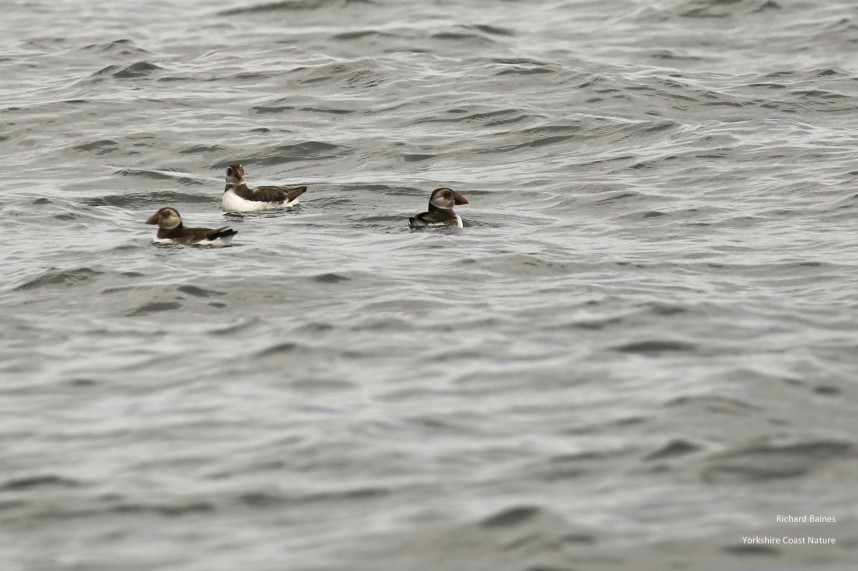 Atlantic Puffins - Staithes 17 July 2020 © Richard Baines