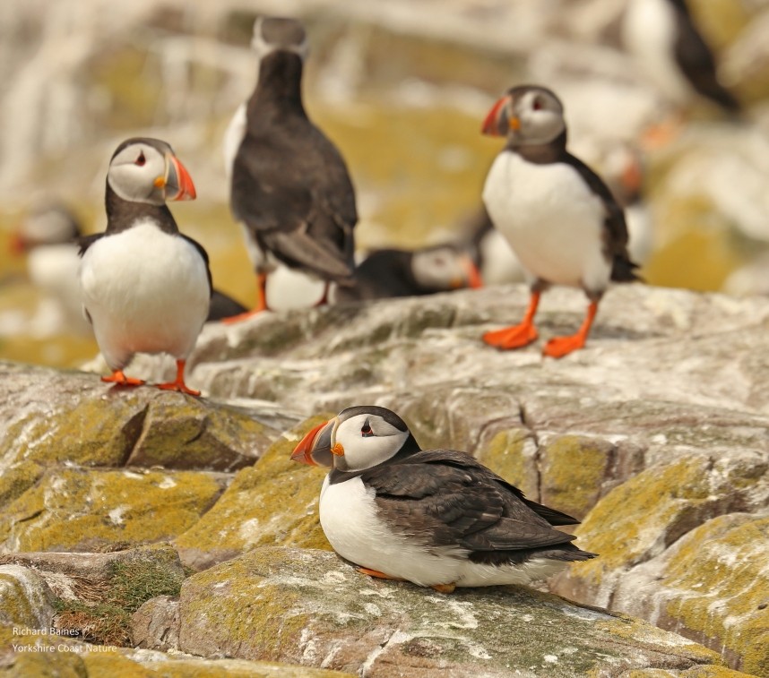 Atlantic Puffins - Farne Islands 9 June 2016 © Richard Baines