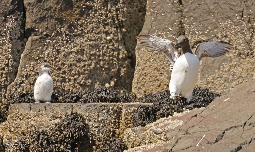 A long way to go. Guillemot and jumpling - Farne Islands June 2025 © Richard Baines