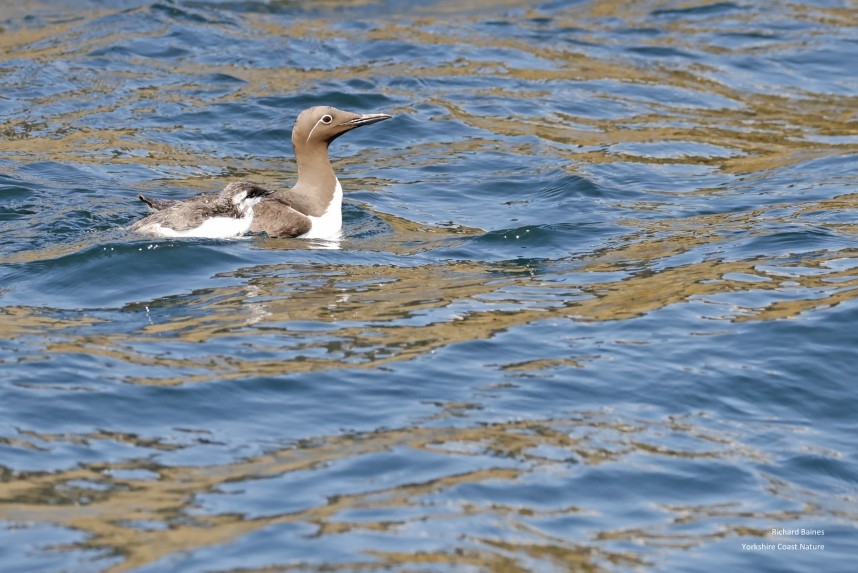 Guillemot and jumpling - Farne Islands June 2025 © Richard Baines