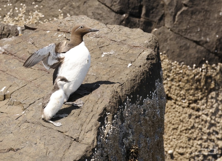 Flap your wings! Guillemot and jumpling - Farne Islands June 2025 © Richard Baines
