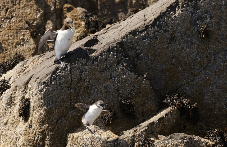 The big jump! Guillemot and jumpling - Farne Islands June 2025 © Richard Baines