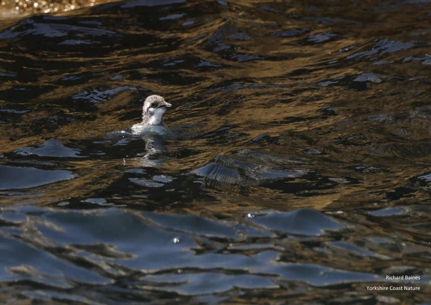 Alone on the sea. Guillemot and jumpling - Farne Islands June 2025 © Richard Baines
