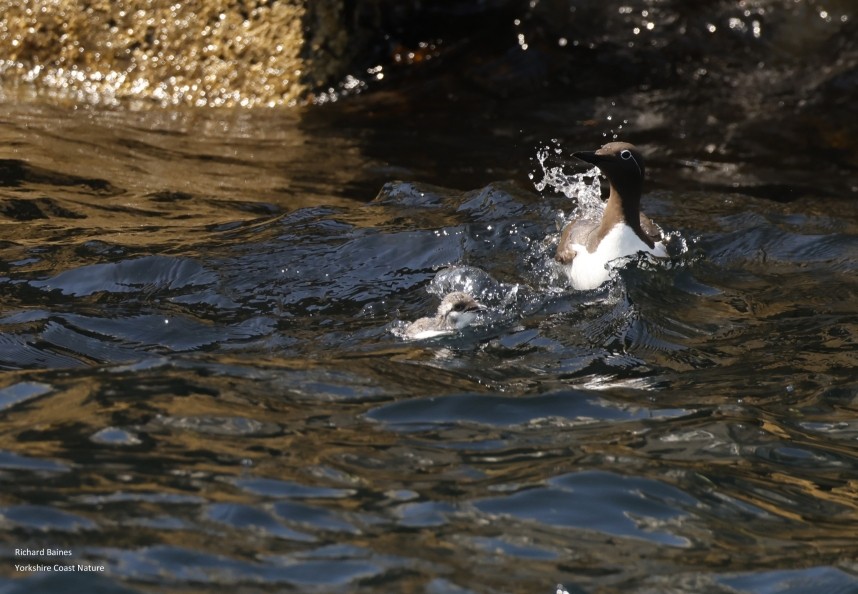 Not for long! Guillemot and jumpling - Farne Islands June 2025 © Richard Baines