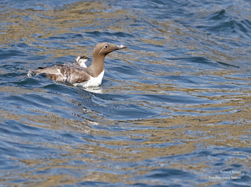 Guillemot and jumpling - Farne Islands June 2025 © Richard Baines