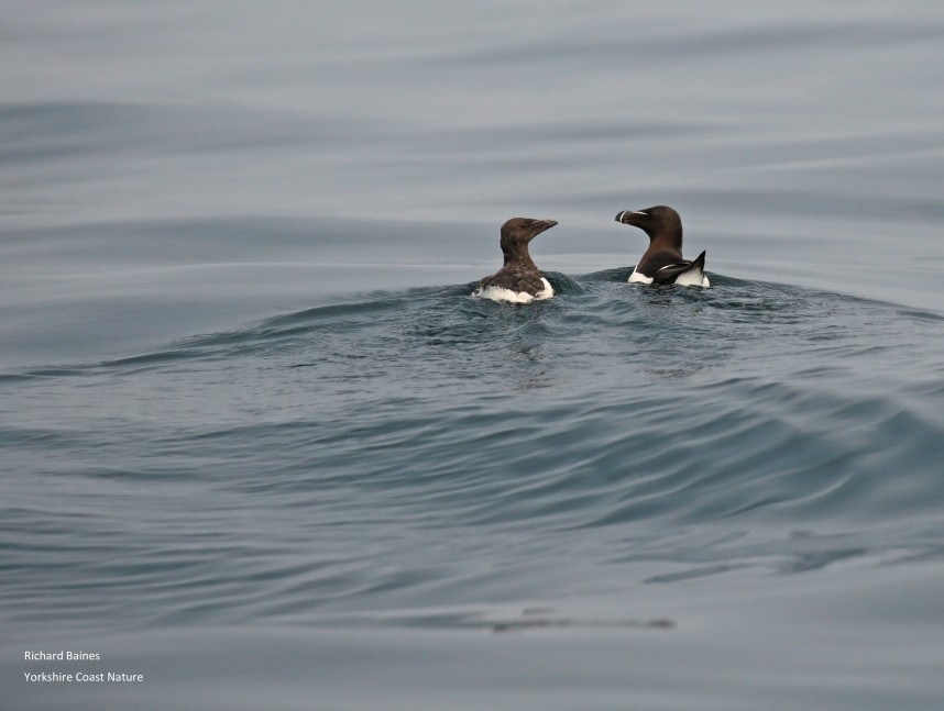 Razorbill adult and juvenile - Staithes © Richard Baines