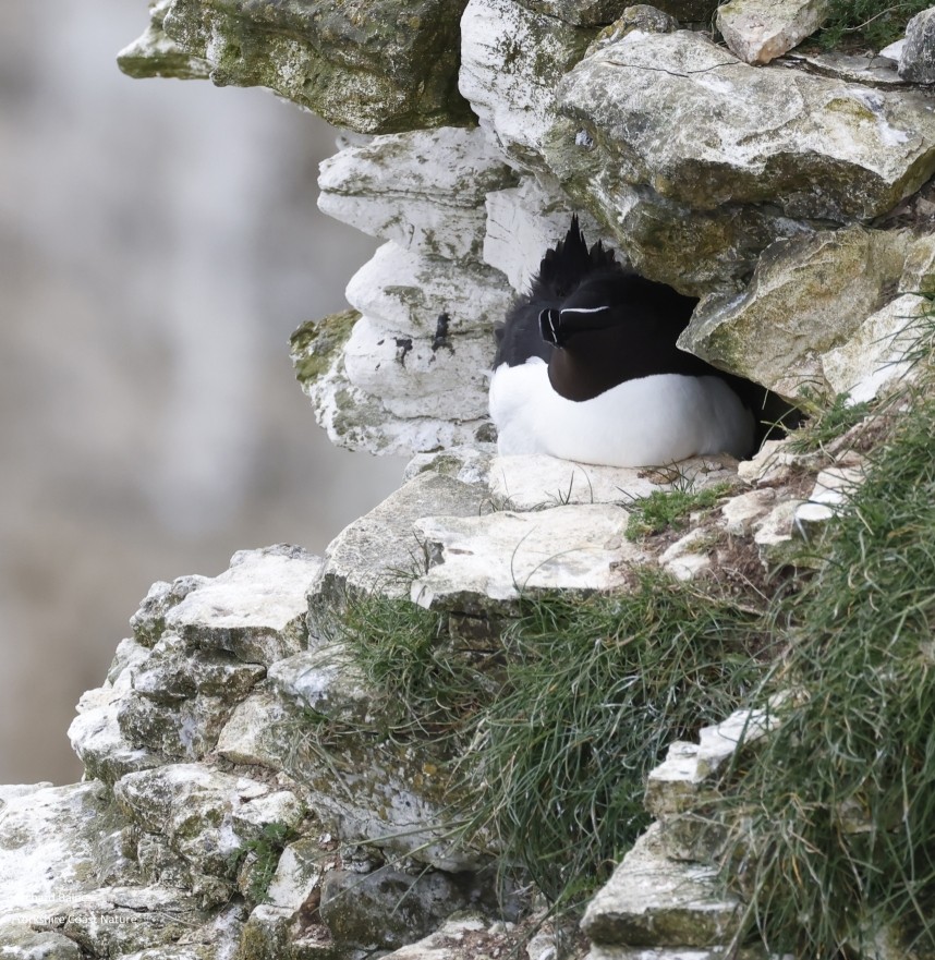 Razorbill adult at the nest - Bempton RSPB © Richard Baines