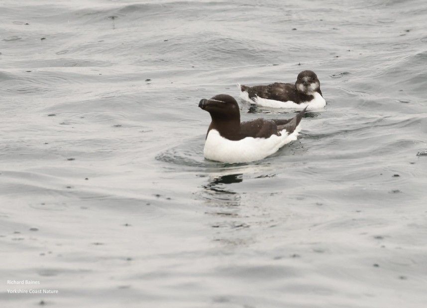 Razorbill adult and juvenile - Staithes © Richard Baines