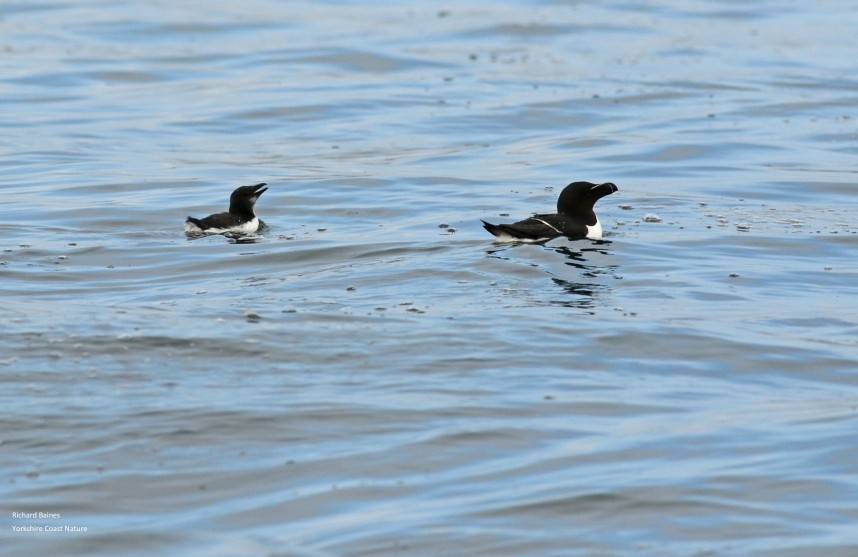 Razorbill adult and juvenile - Staithes © Richard Baines