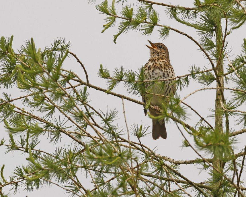 Song Thrush - North Yorkshire © Richard Baines