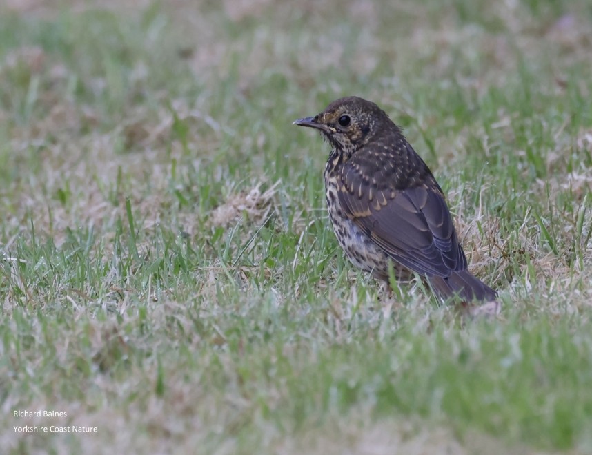 Song Thrush juvenile - North Yorkshire © Richard Baines