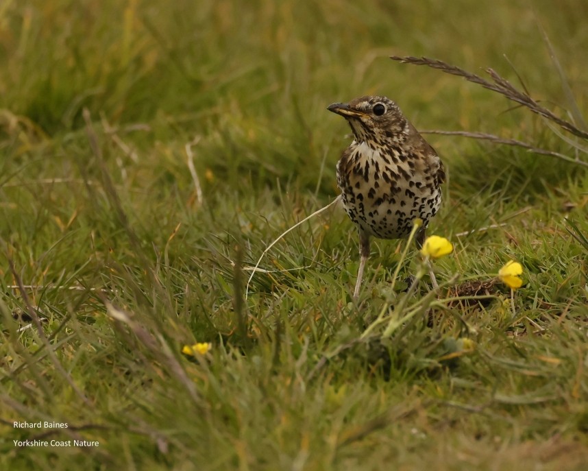 Song Thrush - North Yorkshire © Richard Baines
