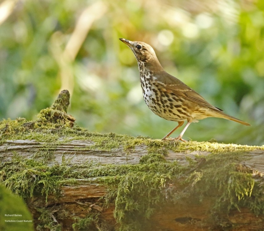 Song Thrush - North Yorkshire © Richard Baines