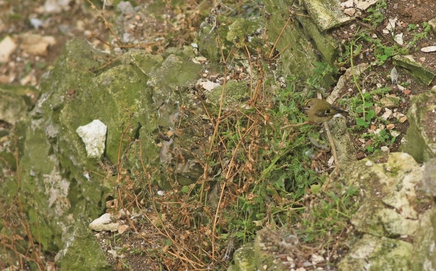 Goldcrest on the edge of the cliffs after arrival - September 2025 © Mark Pearson