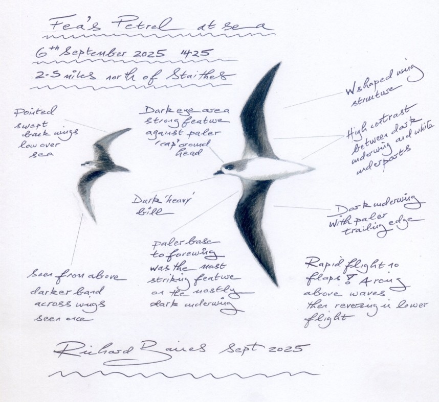 Feas Petrel Staithes - September 2025 © Richard Baines