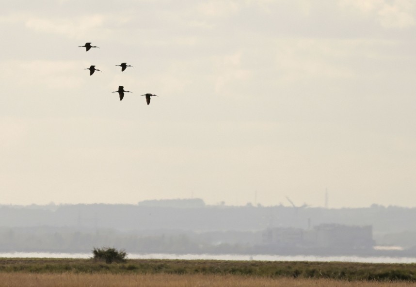 Glossy Ibis over the Humber Estuary - September 2025 © Richard Baines