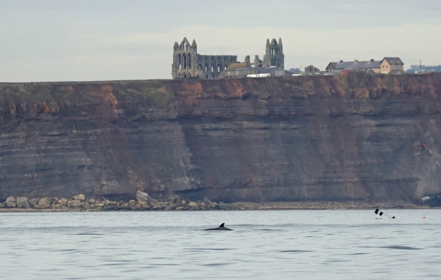 Minke Whale and Whitby Abbey - September 2025 © Richard Baines