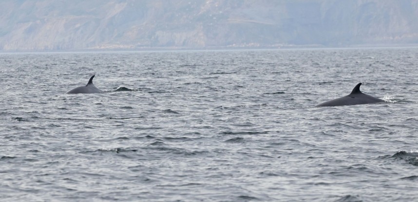 Minke Whales - Staithes September 2025 © Richard Baines