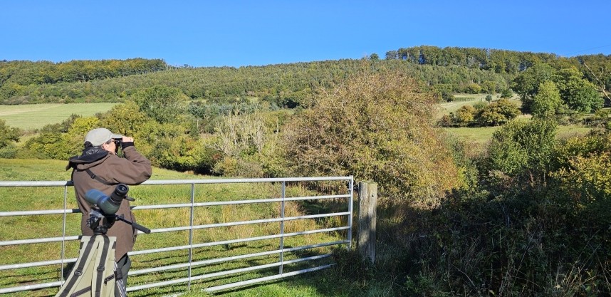 Watching Goshawks. Tailor Made Forest Trip - September 2025 © Richard Baines