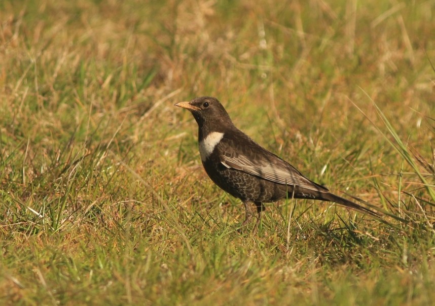 Ring Ouzel © Mark Pearson