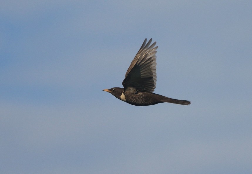 Ring Ouzel © Mark Pearson