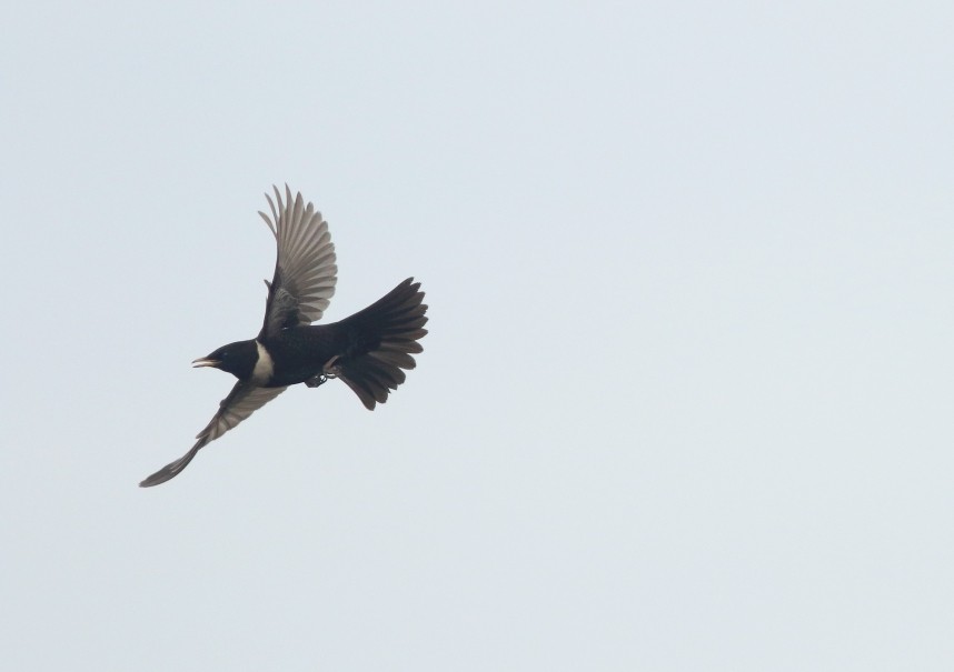 Ring Ouzel © Mark Pearson
