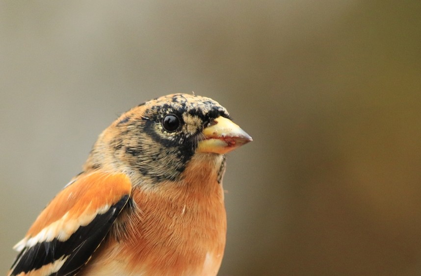 Brambling © Mark Pearson