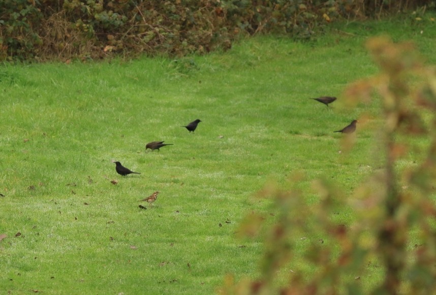 Blackbirds & Redwing © Mark Pearson