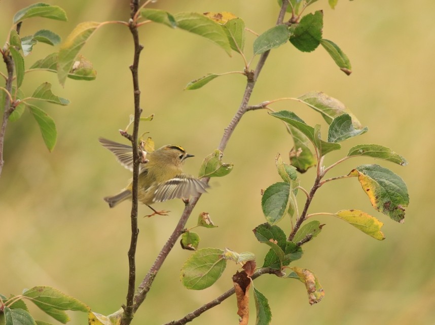 Goldcrest © Mark Pearson
