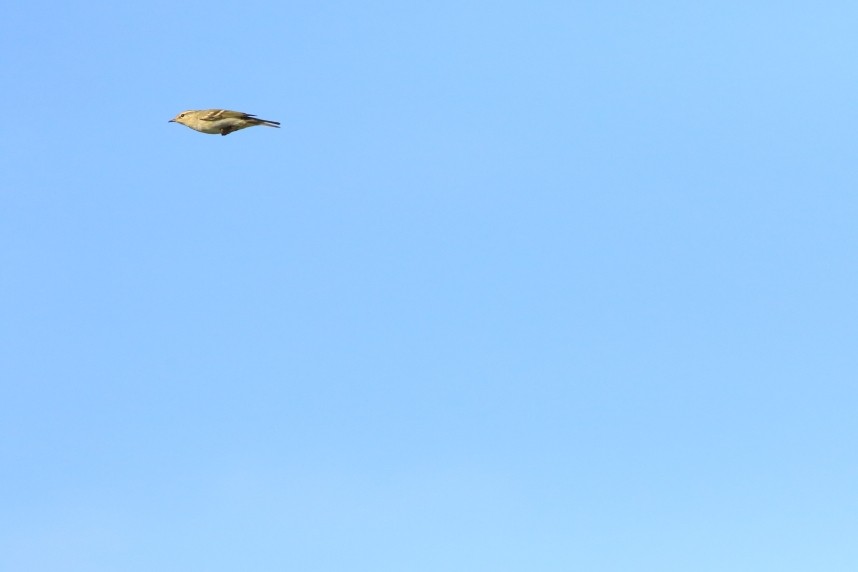 Yellow-browed Warbler © Mark Pearson