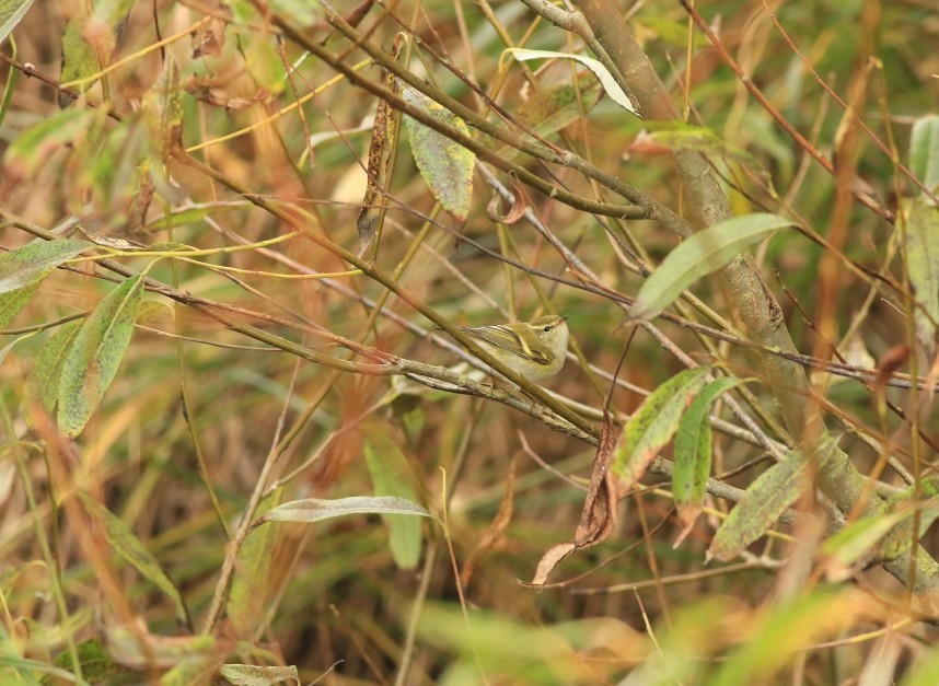 Yellow-browed Warbler © Mark Pearson