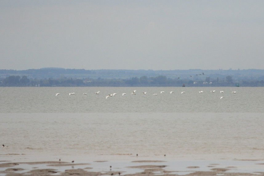 Whooper Swans © Mark Pearson