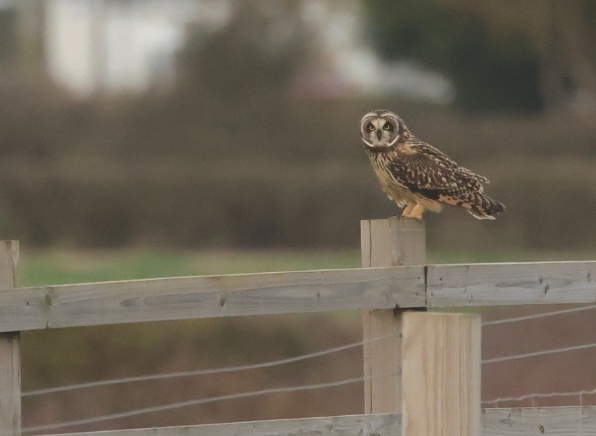 Short-eared Owl - Humber Estuary October 2025 © Richard Baines