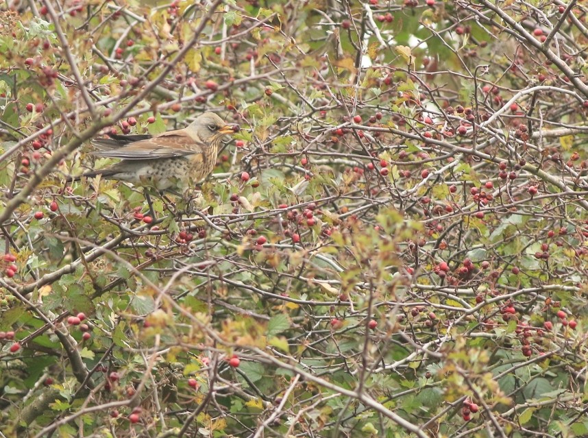 Fieldfare - Flamborough Headland October 2025 © Mark Pearson