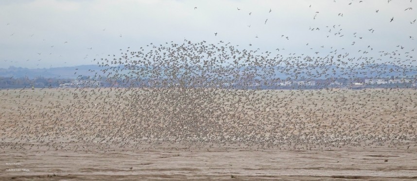 Red Knot over the Humber Estuary October 2025 © Richard Baines