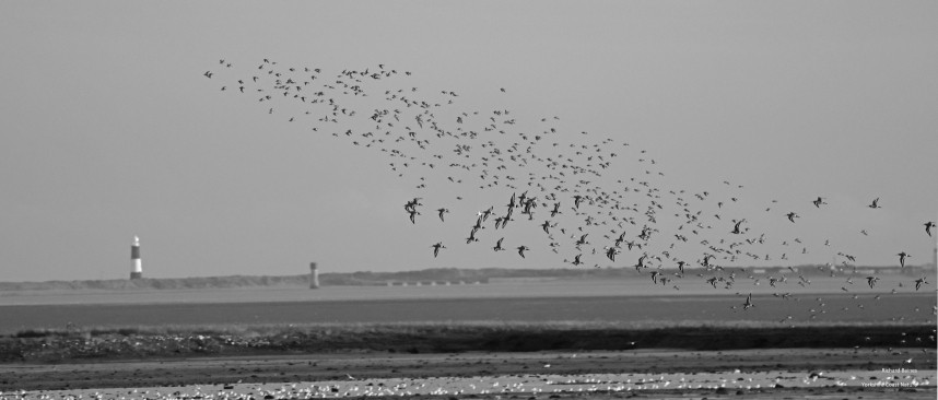 Black-tailed Godwit, Red Knot & Dunlin with Spurn Lighthouse in the background - Humber Estuary October 2025 © Richard Baines