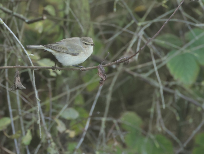Siberian Chiffchaff - Spurn October 2025 © Richard Baines