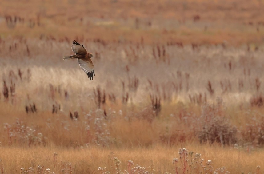 Marsh Harrier (male) - Humber Estuary October 2025 © Richard Baines