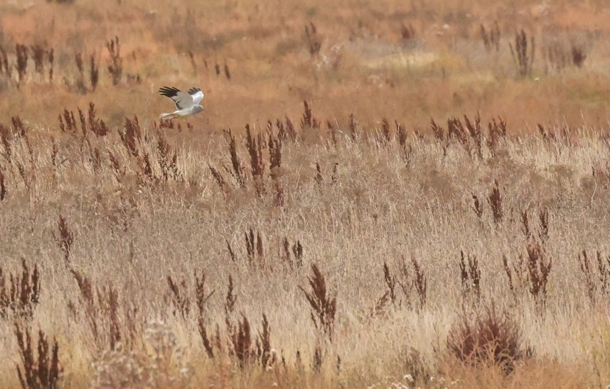 Hen Harrier (male) - Humber Estuary October 2025 © Richard Baines