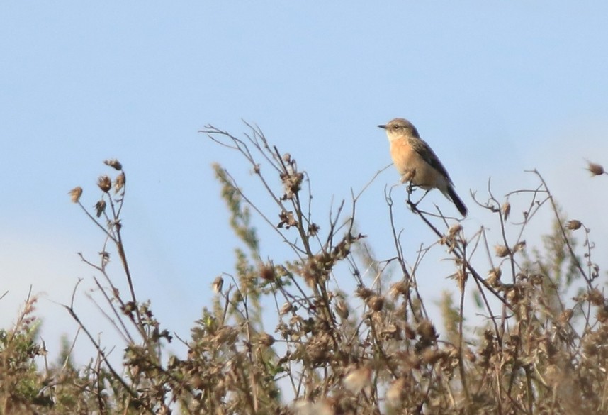 Siberian Stonechat - Bempton October 2025 © Mark Pearson